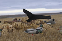 Avery Power Flag Canada Goose